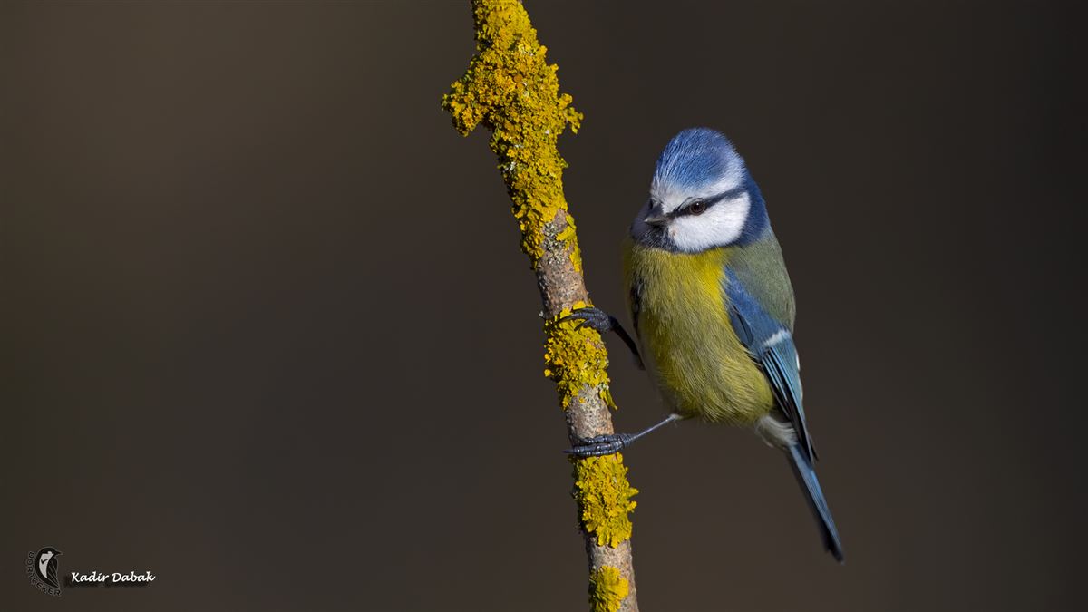 Eurasian Blue Tit