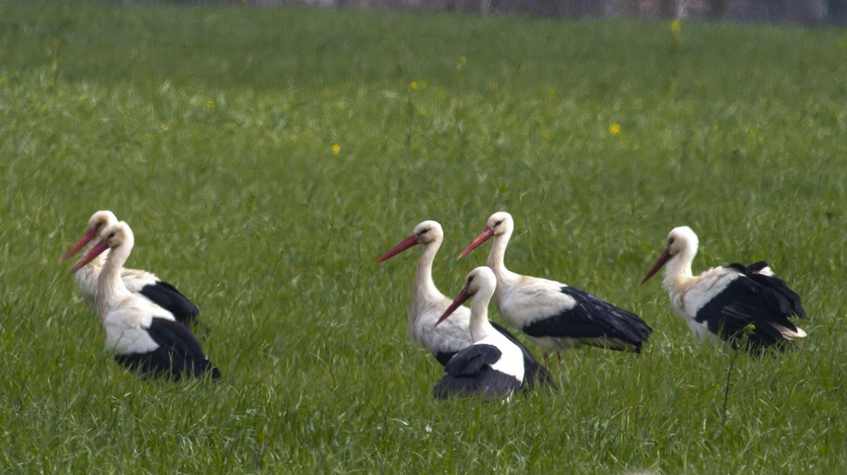 White Stork