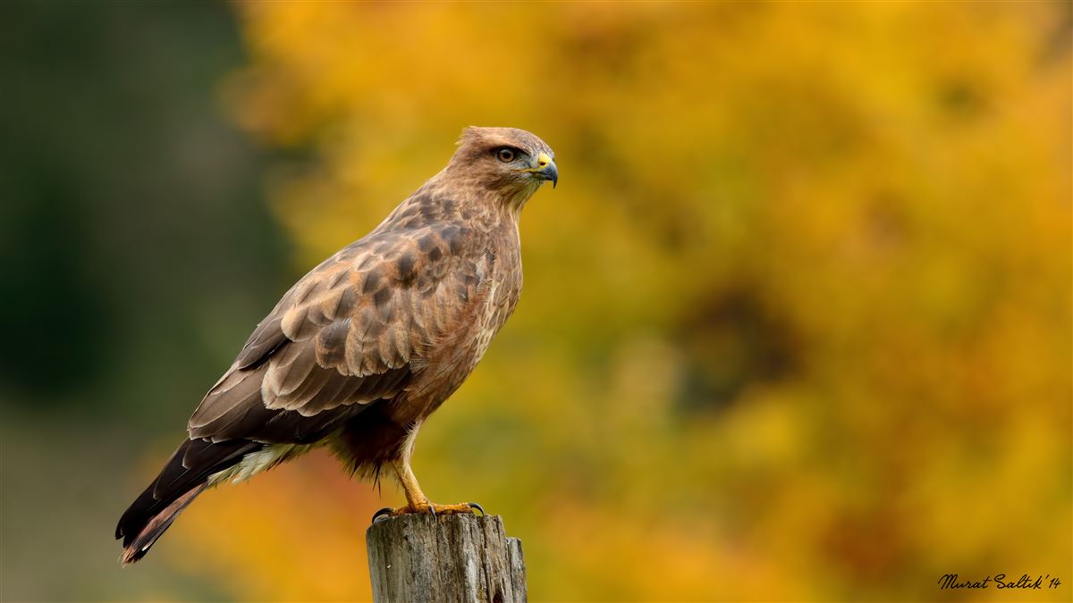 Common Buzzard