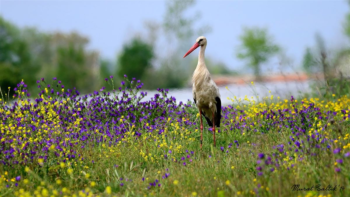 White Stork