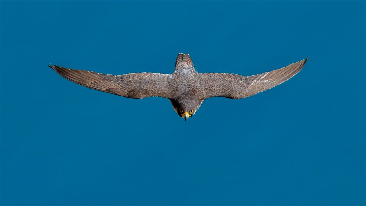 Peregrine Falcon