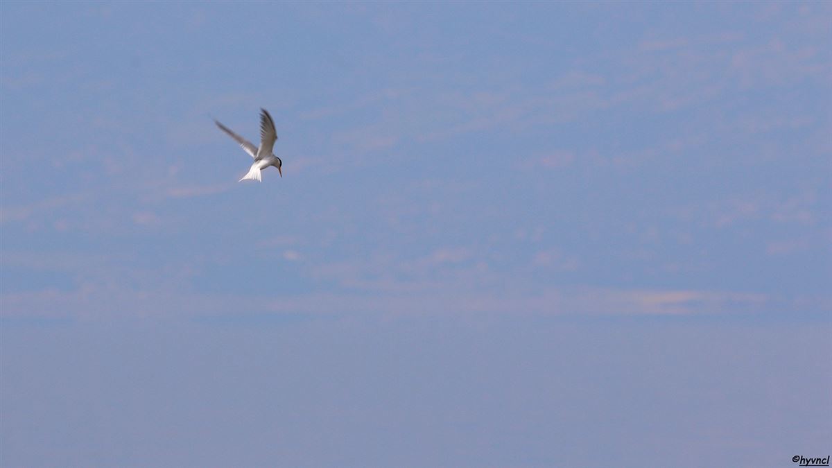 Little Tern