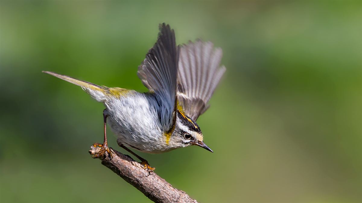 Common Firecrest