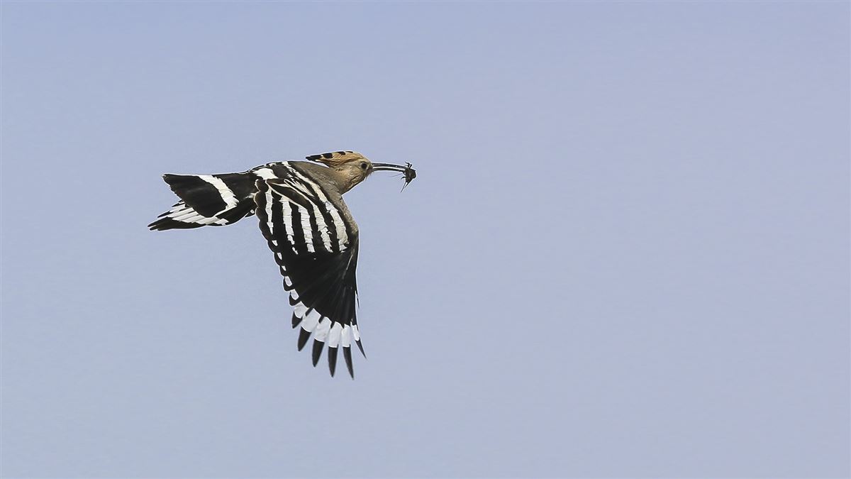 Common Hoopoe