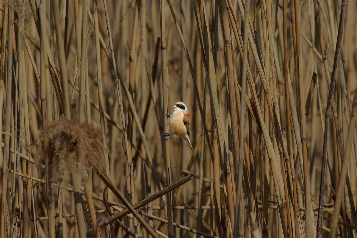 Eurasian Penduline Tit