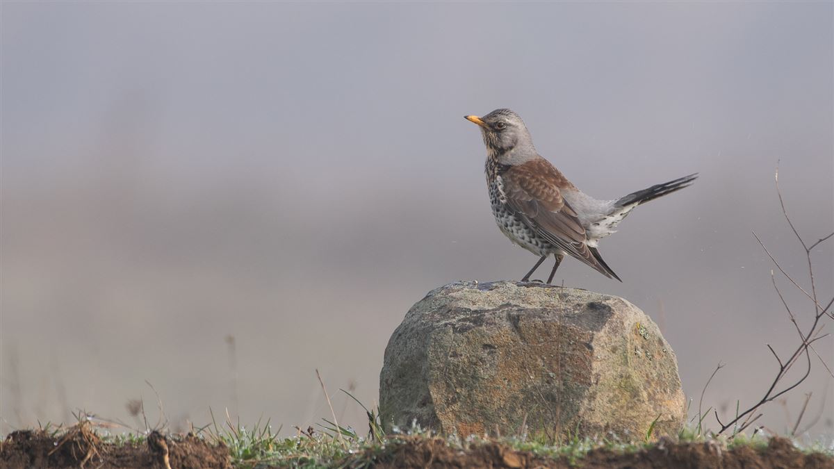 Fieldfare