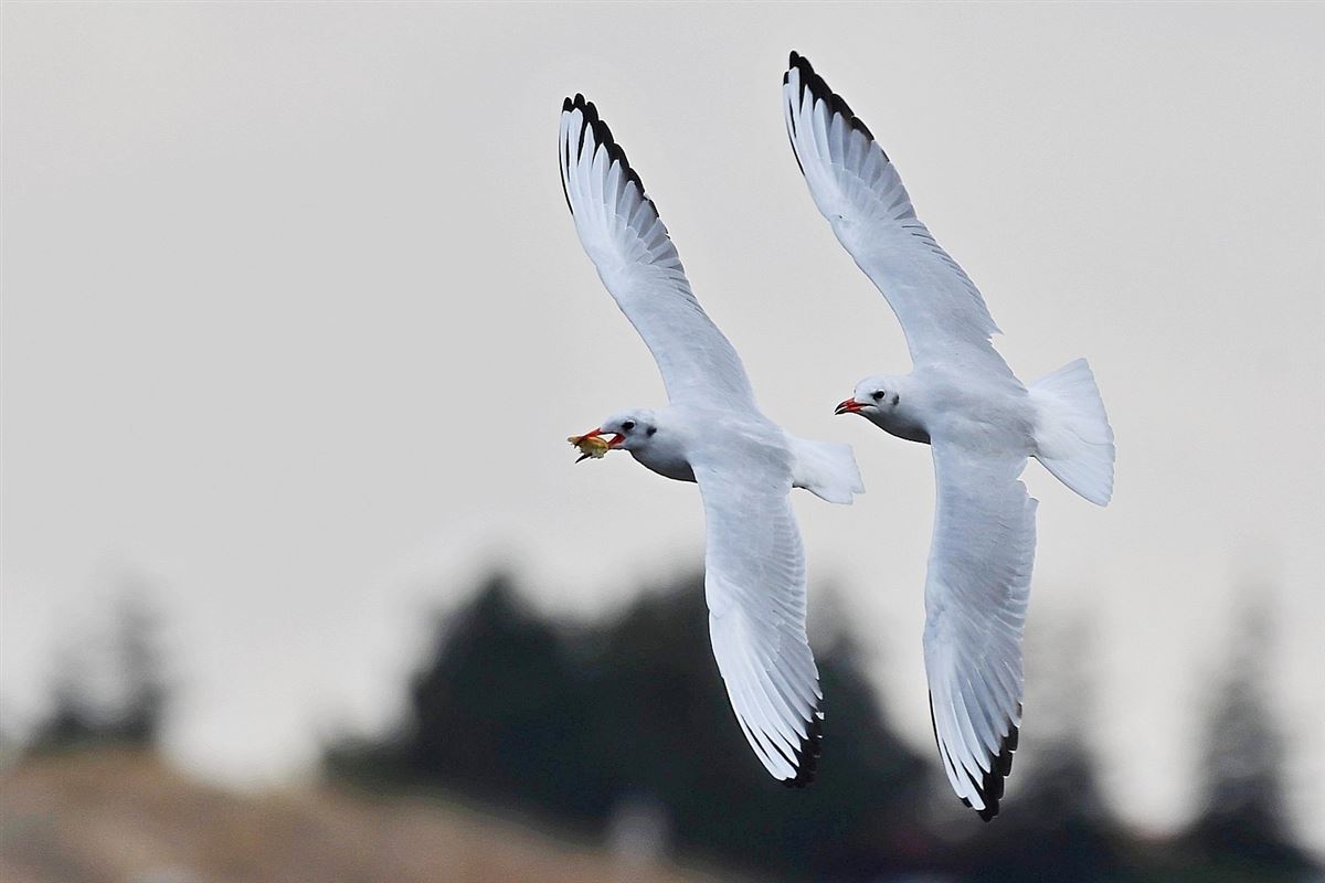 Black-headed Gull