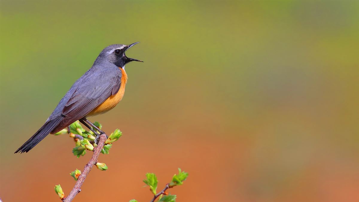 White-throated Robin