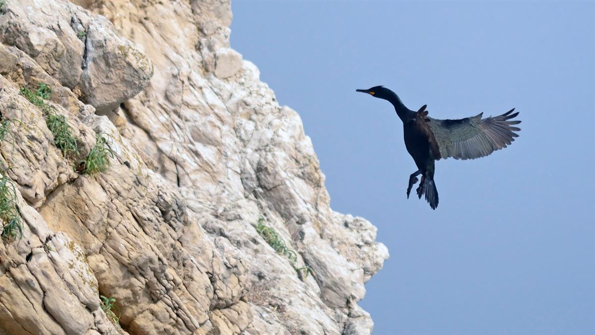 European Shag