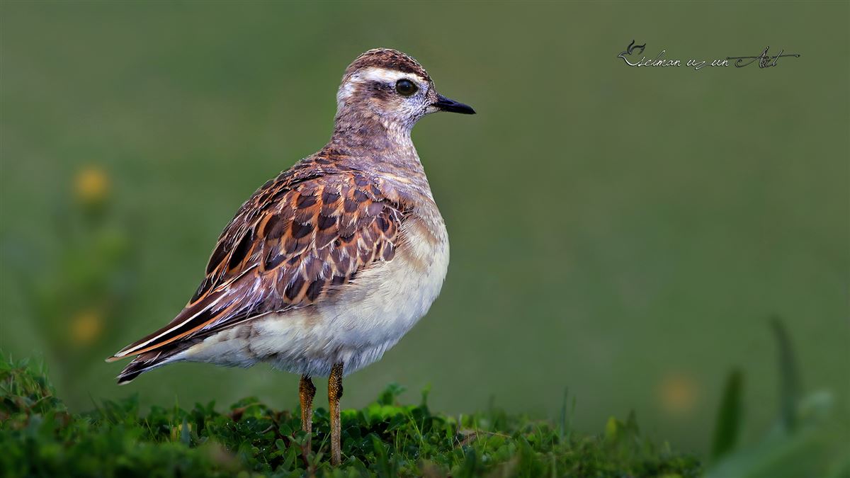 Eurasian Dotterel