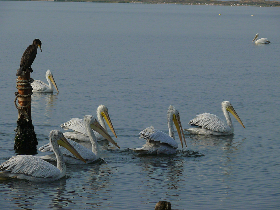 Dalmatian Pelican