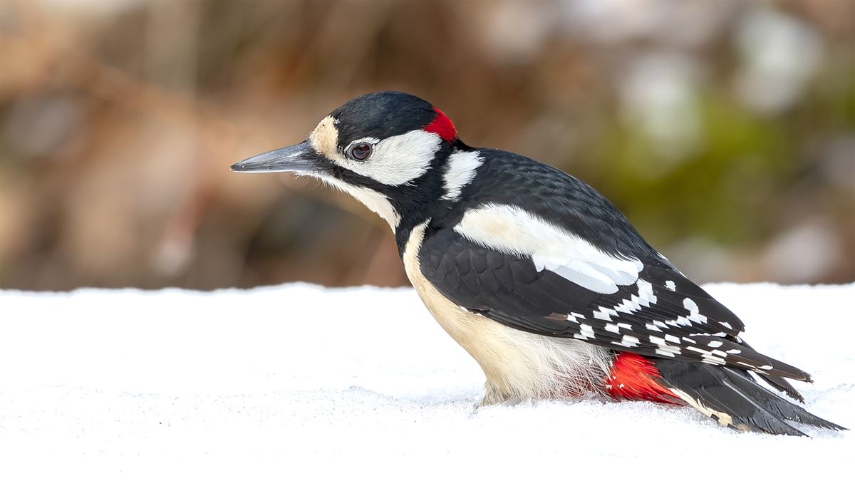 Great Spotted Woodpecker