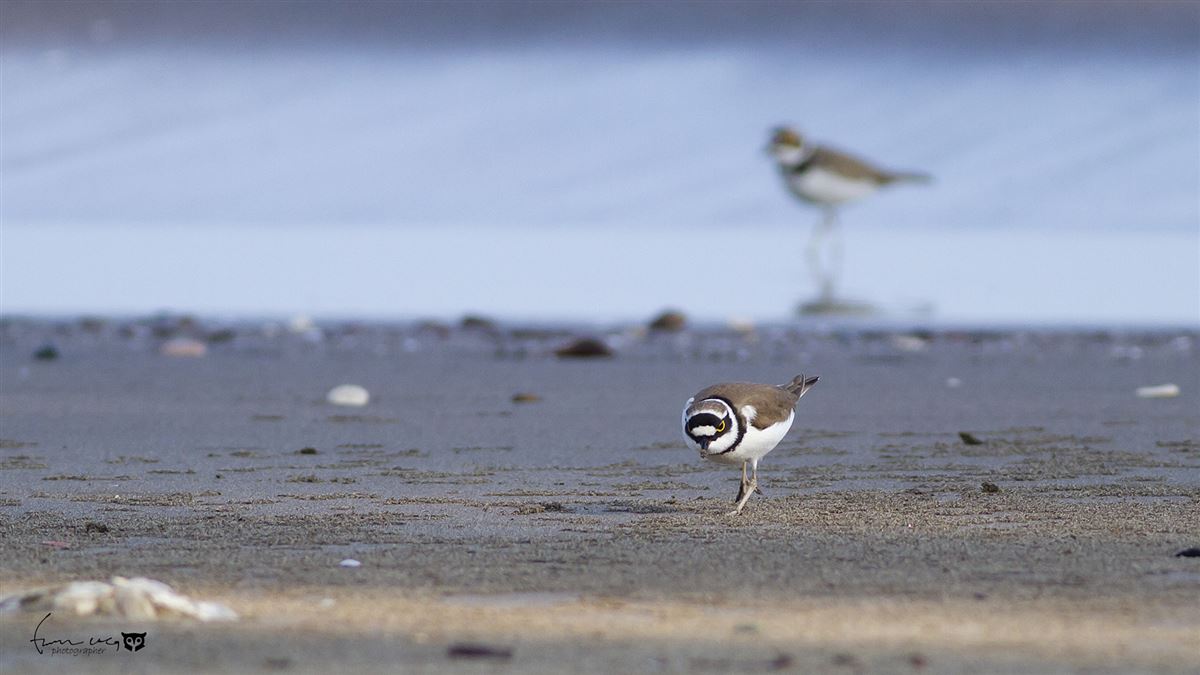 Little Ringed Plover