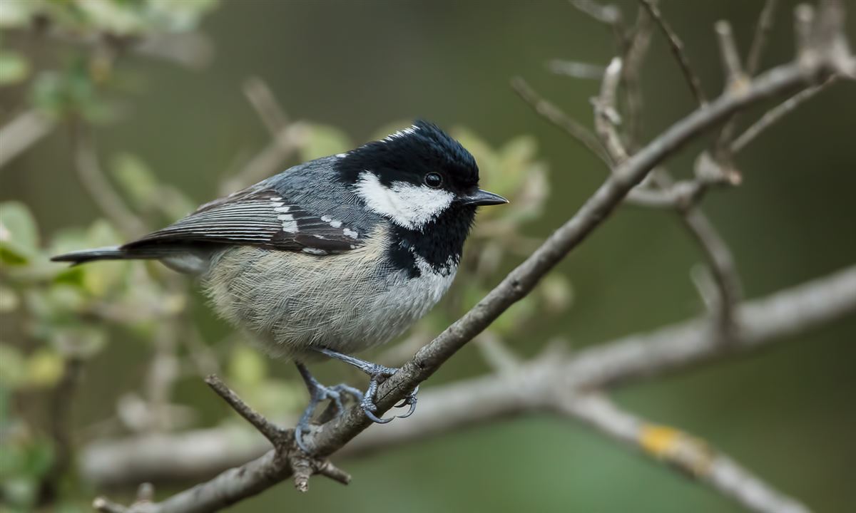 Coal Tit