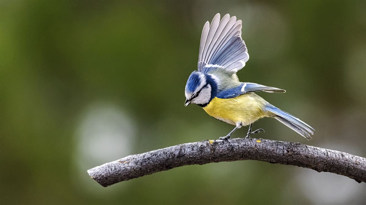 Eurasian Blue Tit