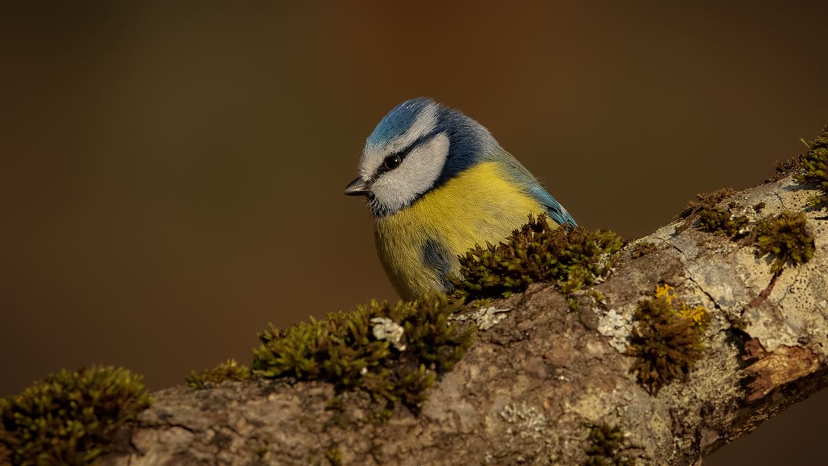 Eurasian Blue Tit