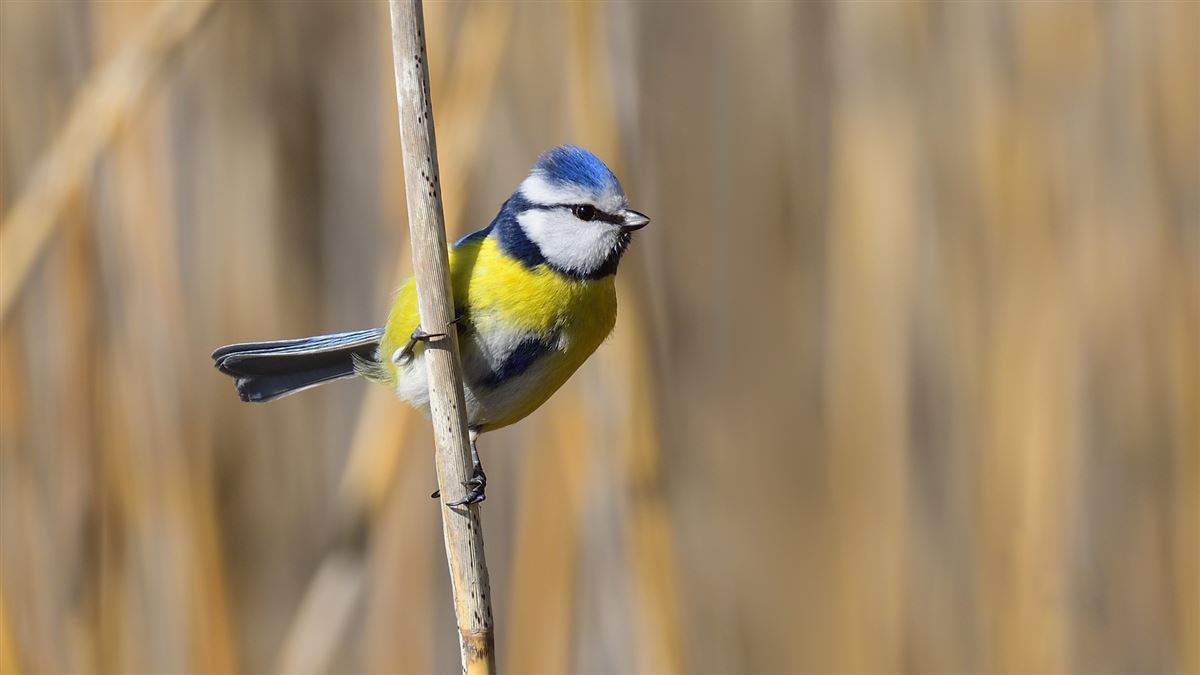 Eurasian Blue Tit