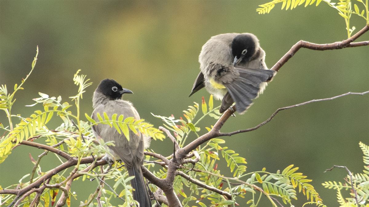 White-spectacled Bulbul