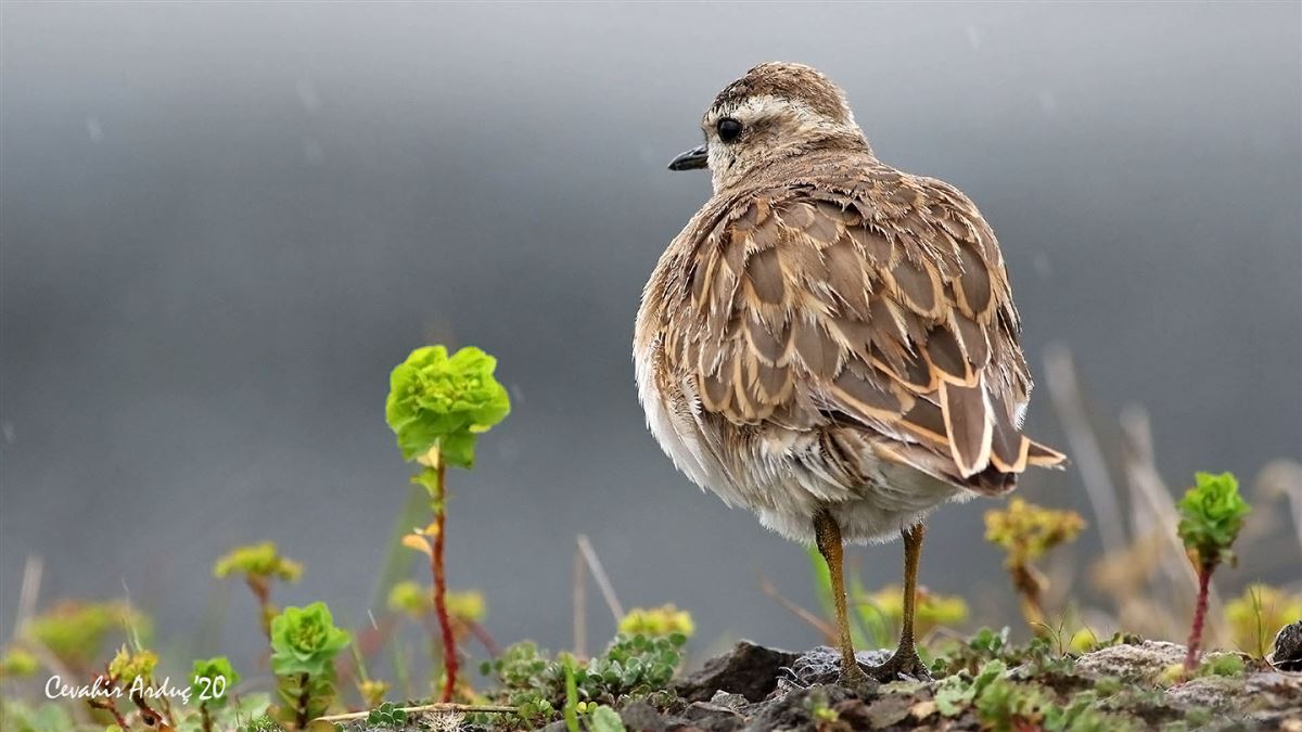 Eurasian Dotterel