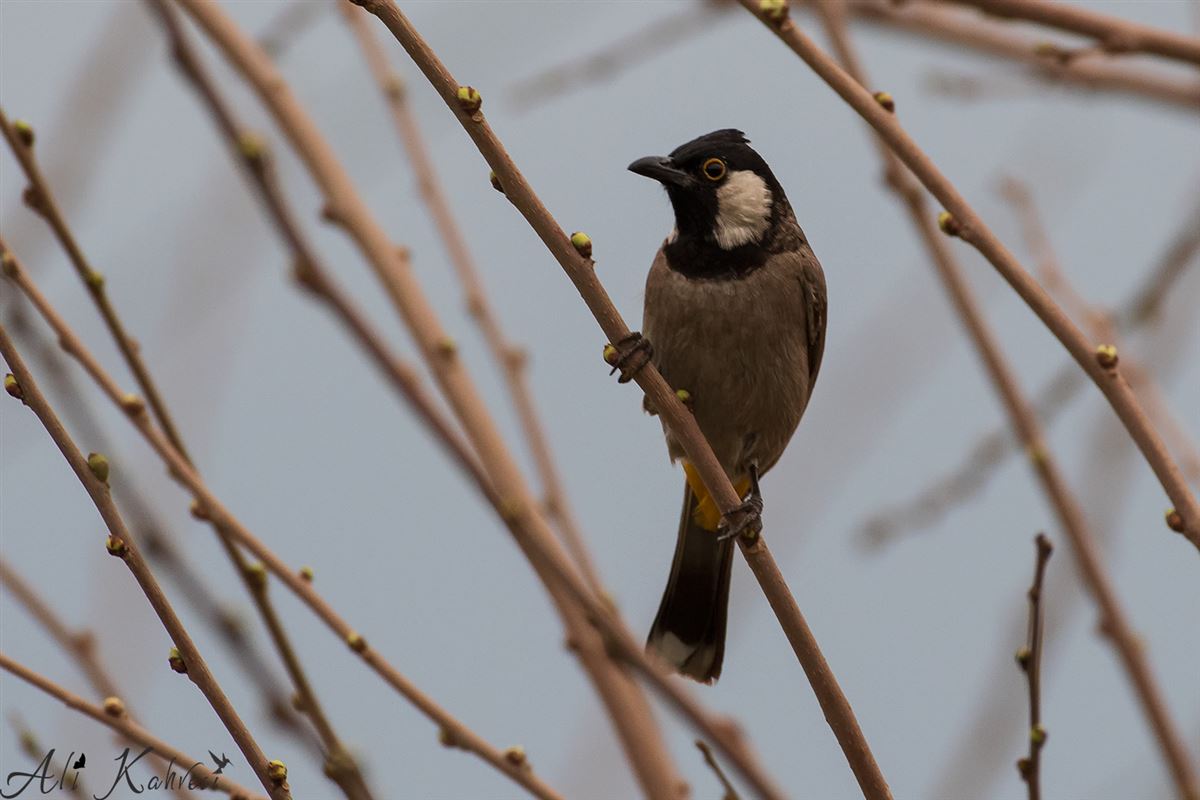 White-eared Bulbul