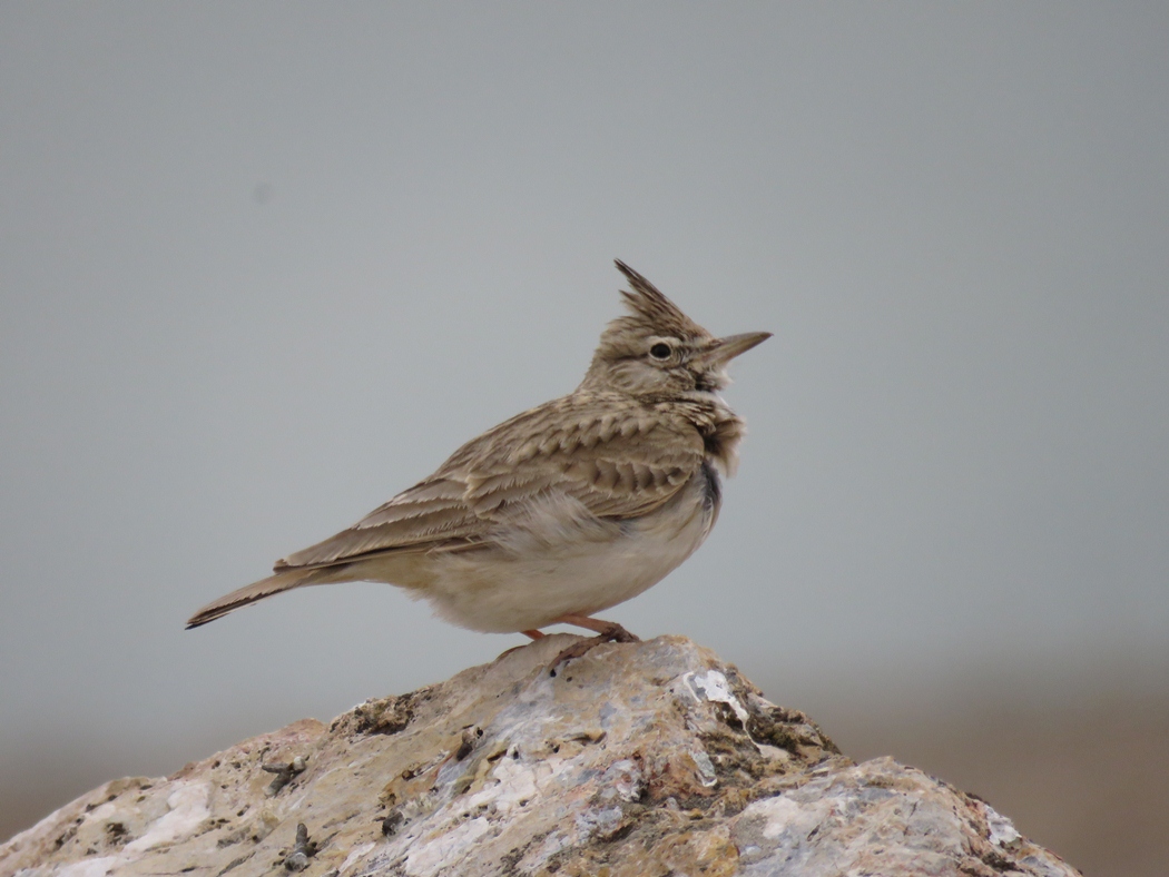 Crested Lark
