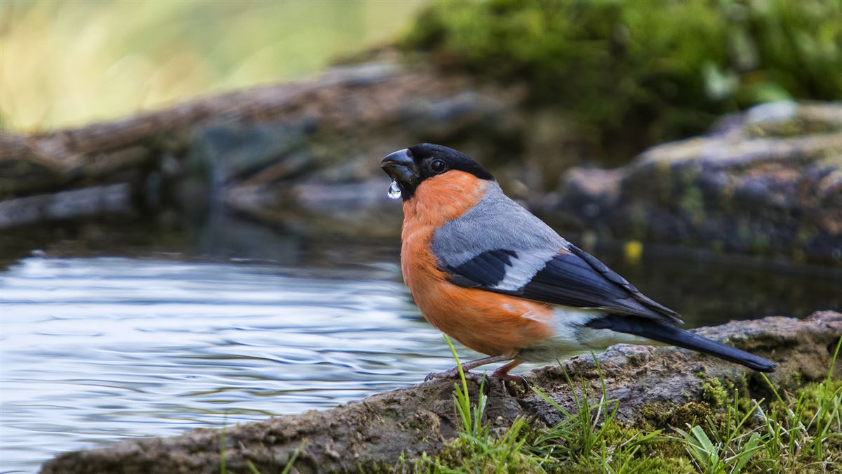 Eurasian Bullfinch