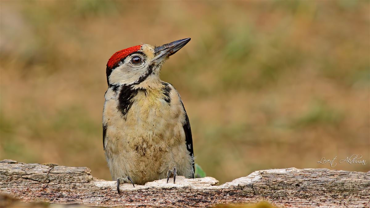 Great Spotted Woodpecker