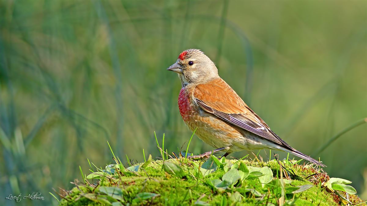 Common Linnet