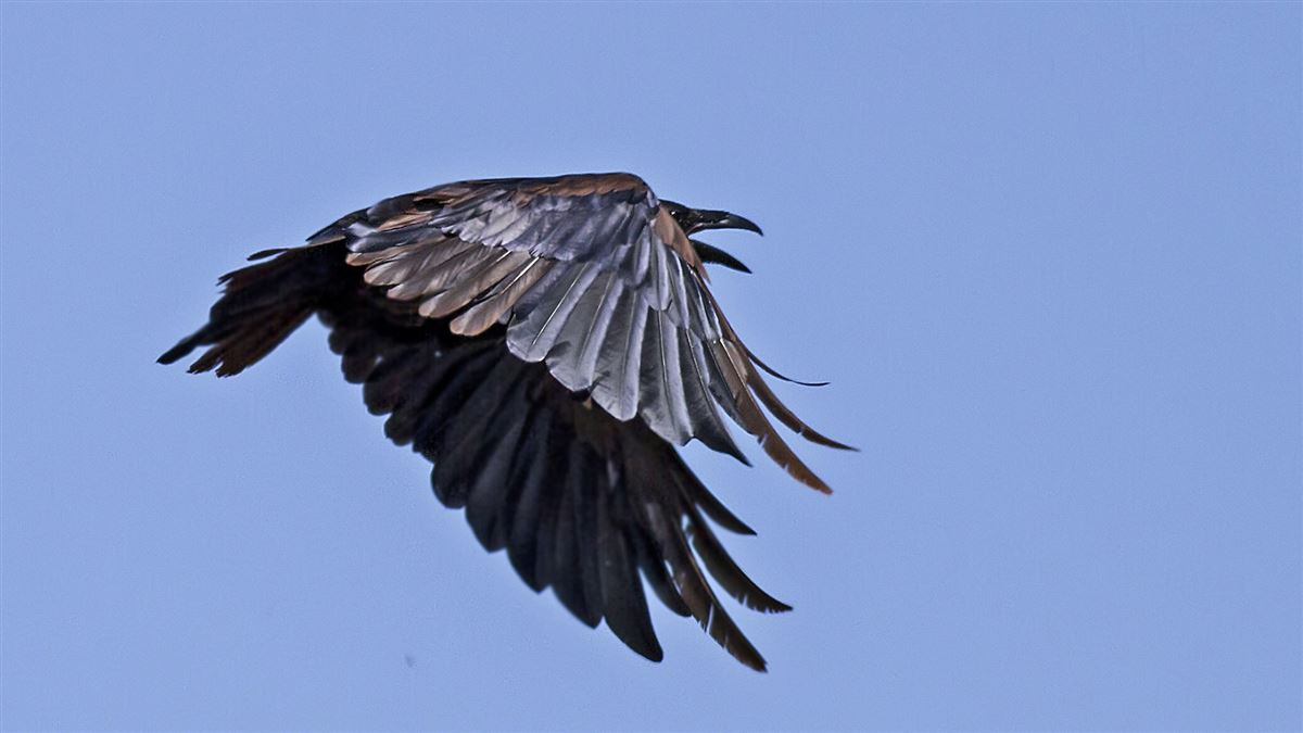Northern Raven