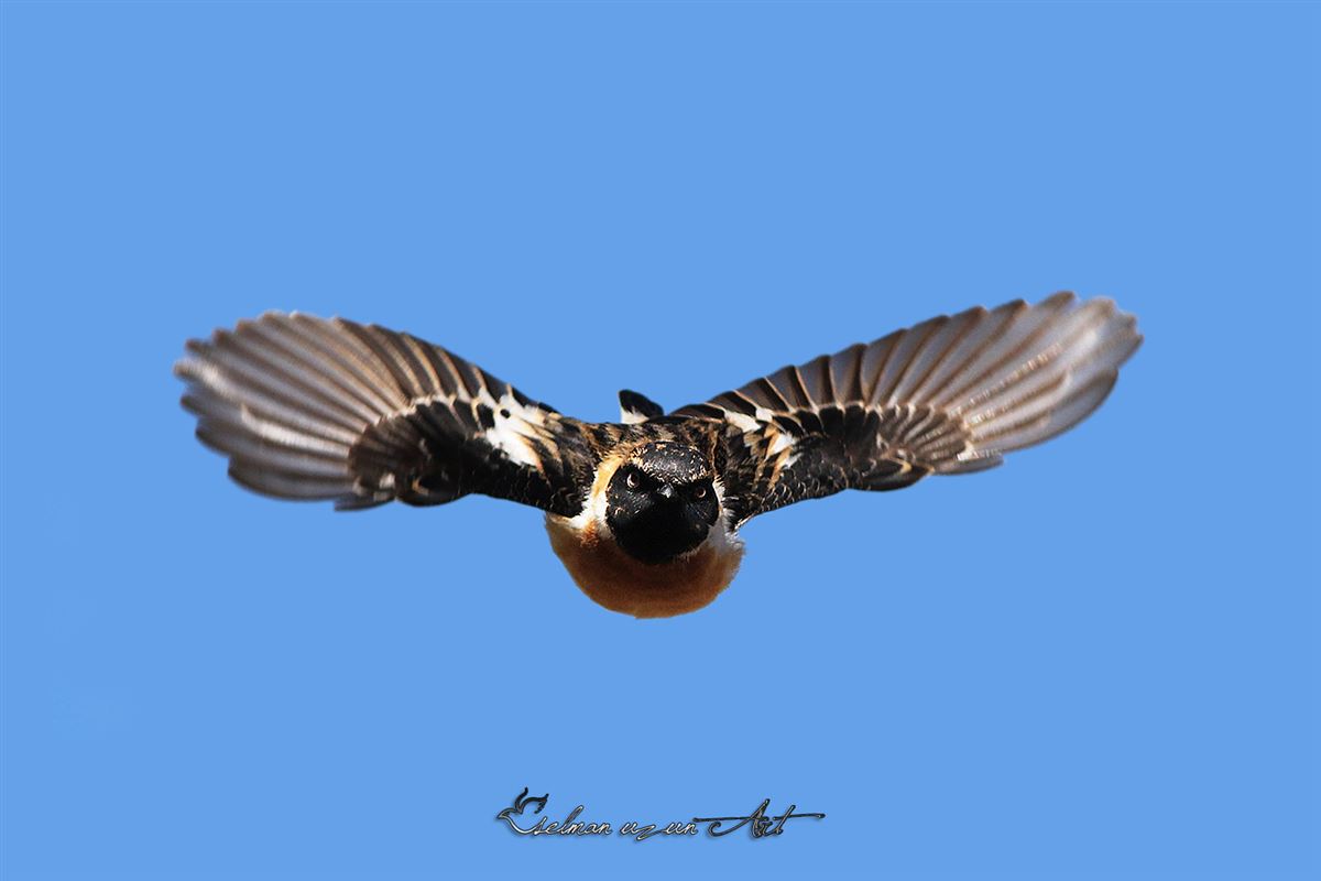 Sibirya Taşkuşu