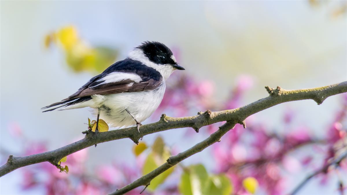 Collared Flycatcher