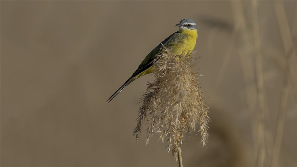 Western Yellow Wagtail