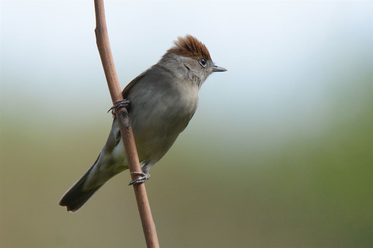 Eurasian Blackcap