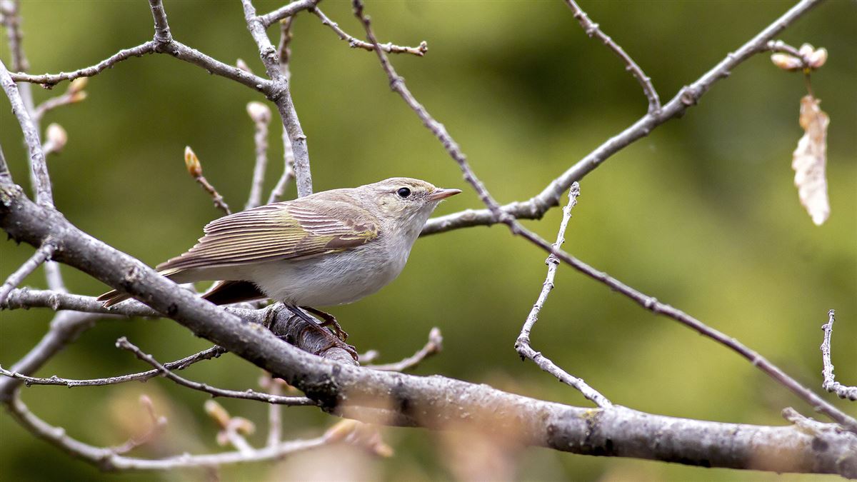 Eastern Bonelli`s Warbler