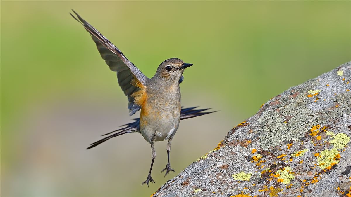 White-throated Robin