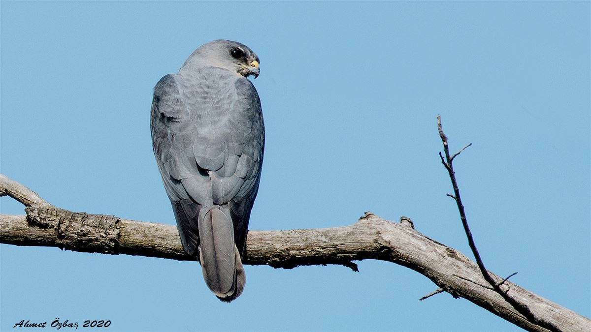Levant Sparrowhawk