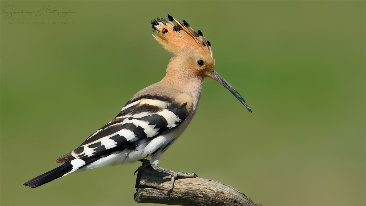 Common Hoopoe
