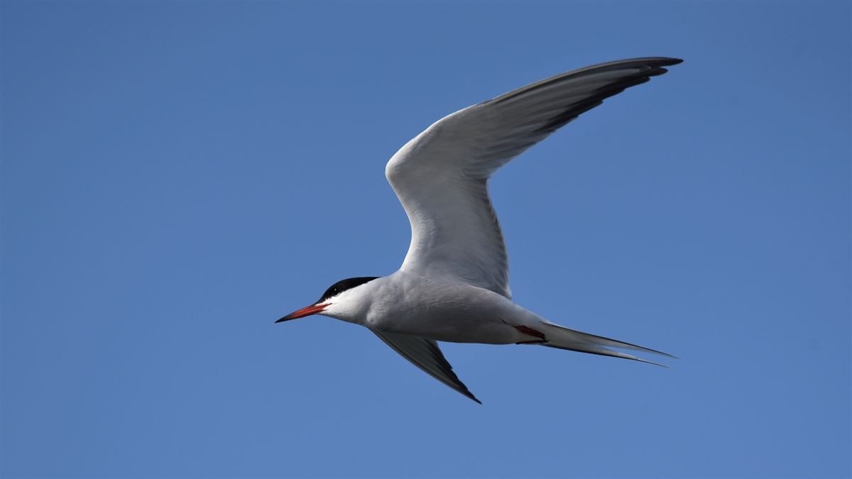 Common Tern