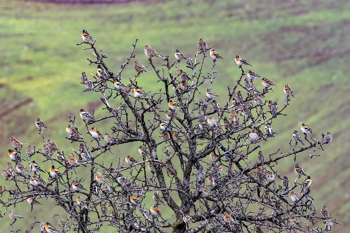 Brambling