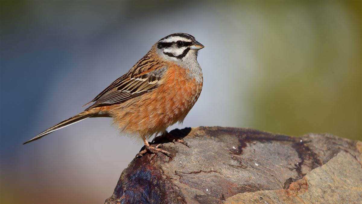 Rock Bunting