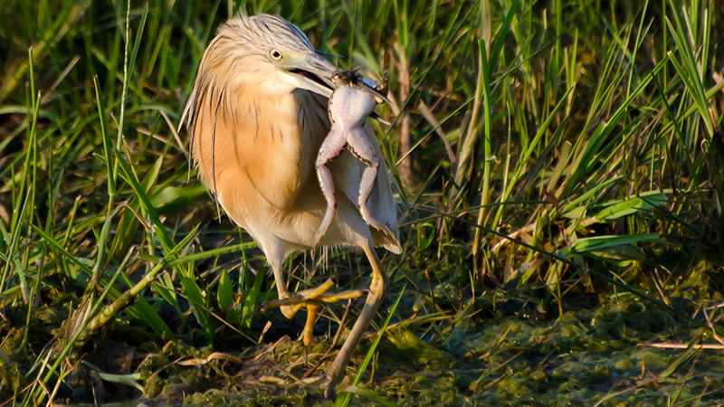 Squacco Heron