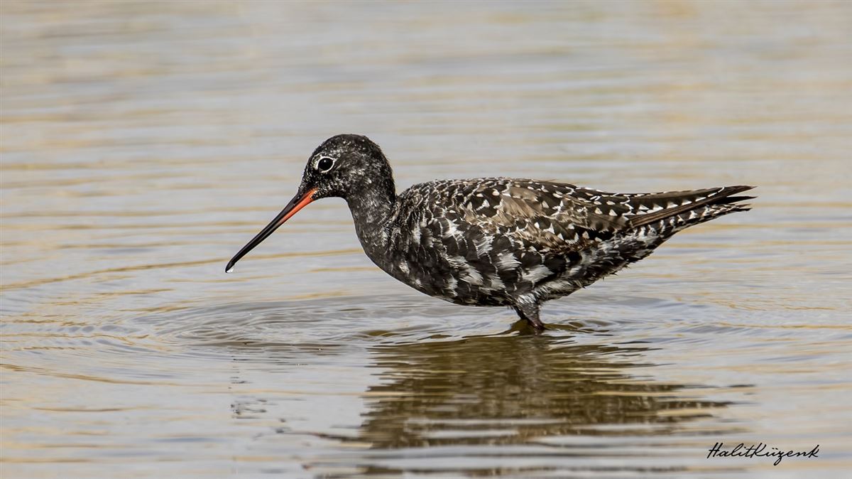 Spotted Redshank