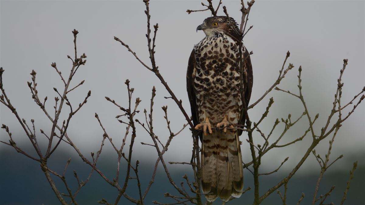 European Honey Buzzard