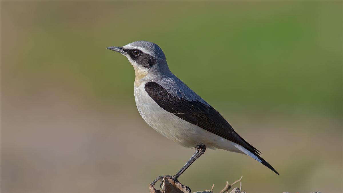 Northern Wheatear