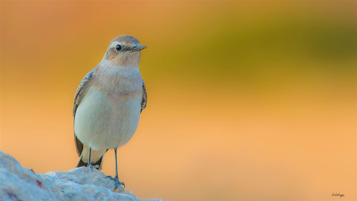 Northern Wheatear