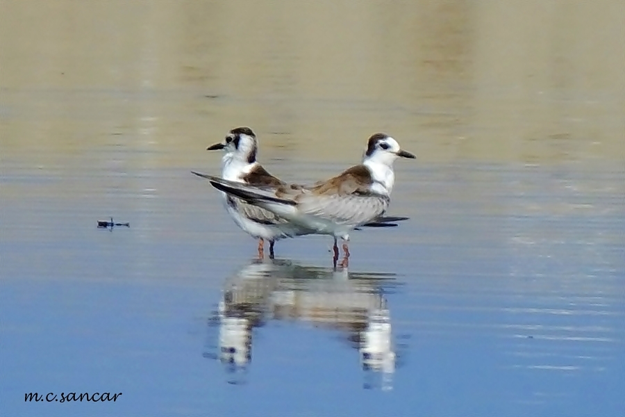White-winged Tern