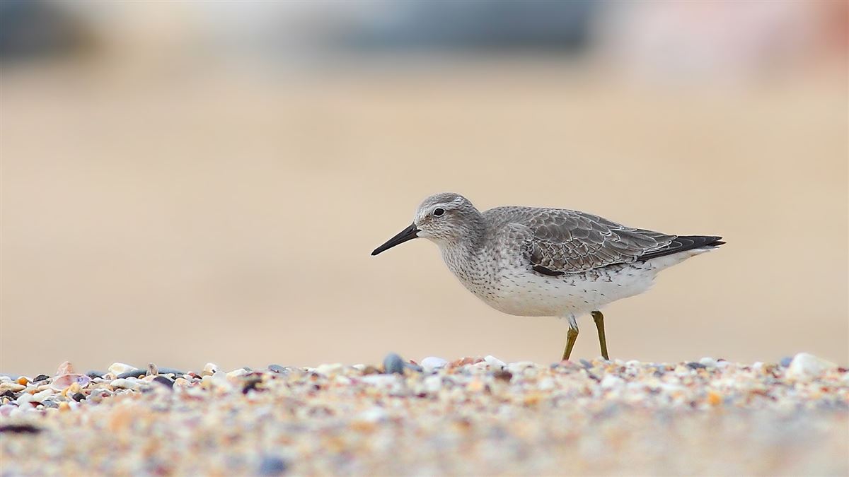 Red Knot