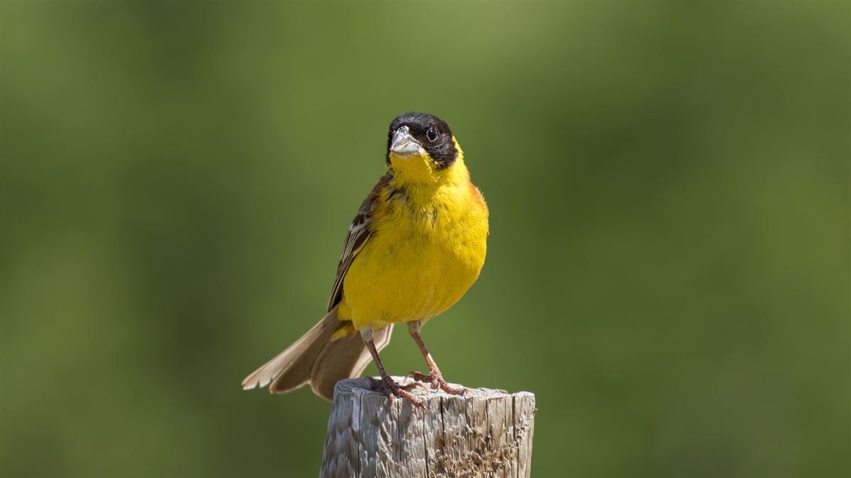 Black-headed Bunting