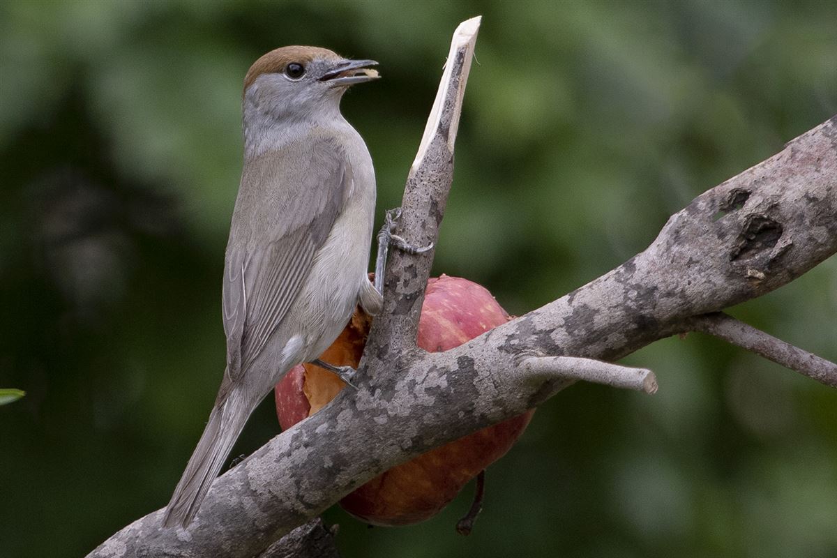 Eurasian Blackcap