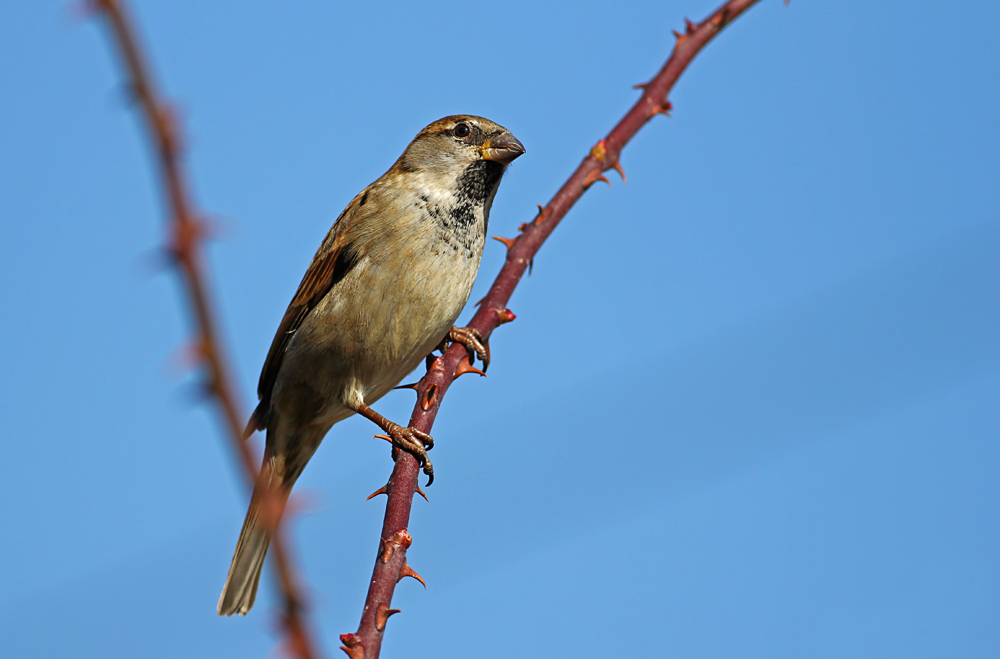 House Sparrow